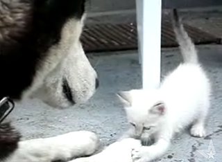 Kitten Vs. Husky